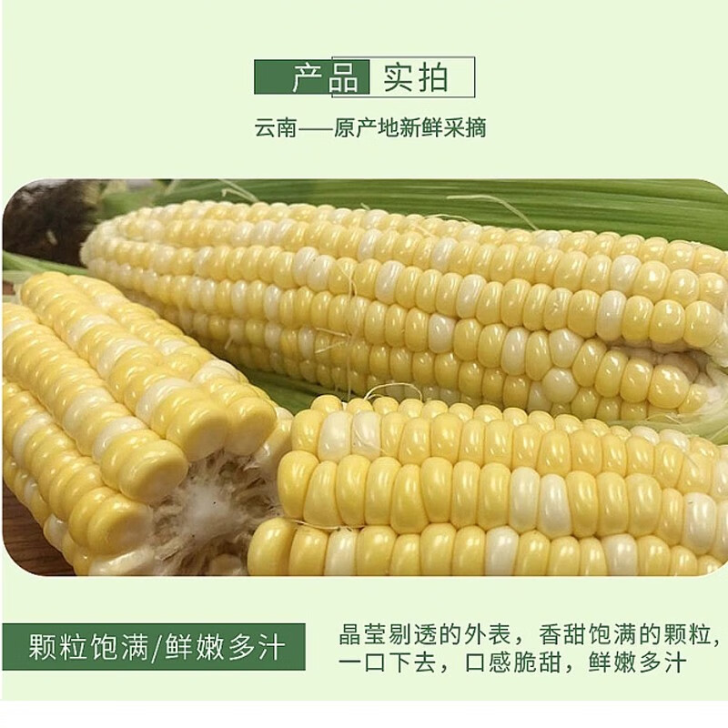 滇味十足（DIANWEISHIZU）水果玉米 云南金银双色鲜玉米 甜玉米玉米棒水果蔬菜金银玉米 净重2斤【约2-3根】
