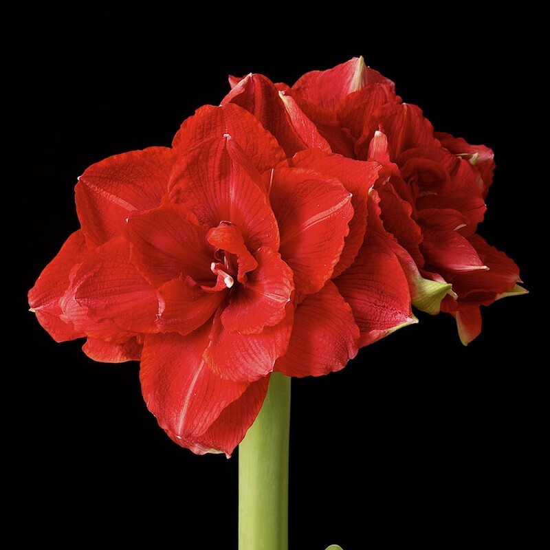 左家花园荷兰朱顶红种球 进口大种球盆栽地栽多年生球根花卉植物 樱桃妮芙26-28cm1球 周长24-26cm