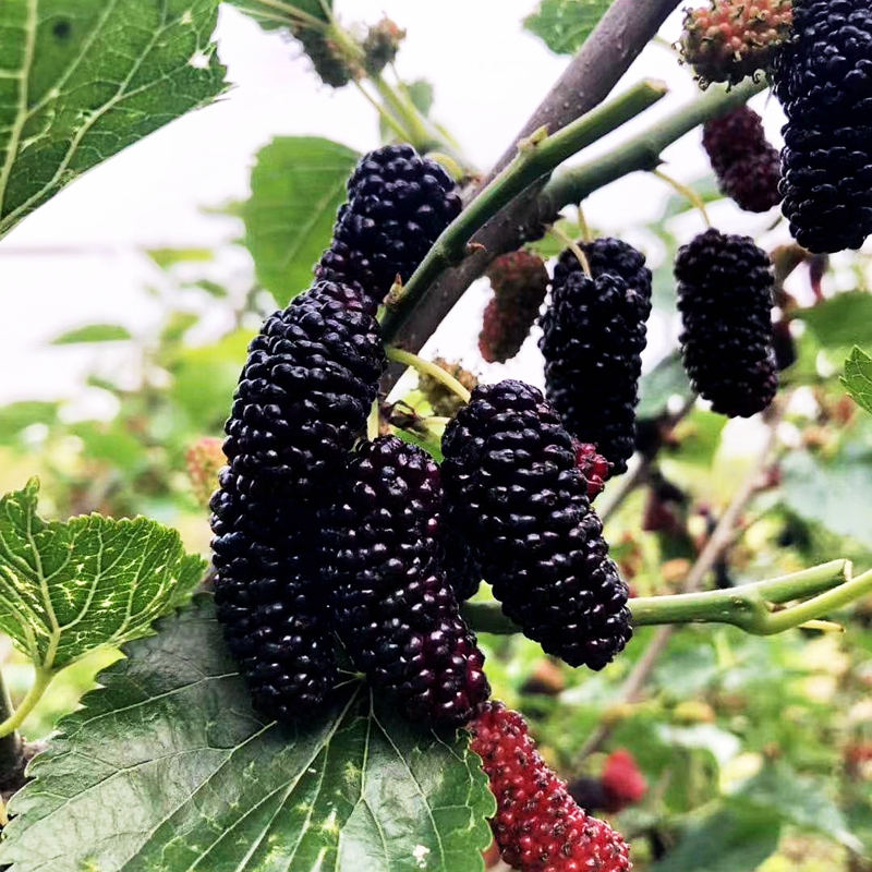 京东苗木历史价格在哪里找|苗木价格走势图