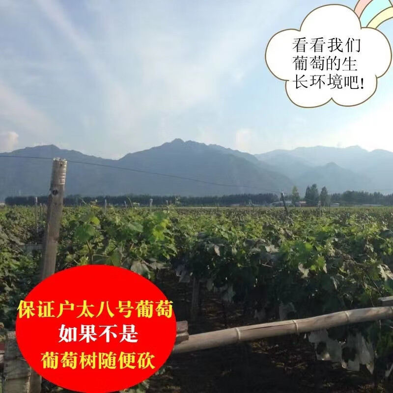 陕西正宗户太八号葡萄新鲜采摘整串发货冷链运输礼盒整箱包邮 4.8-5.5斤 精选礼盒(2-3串)