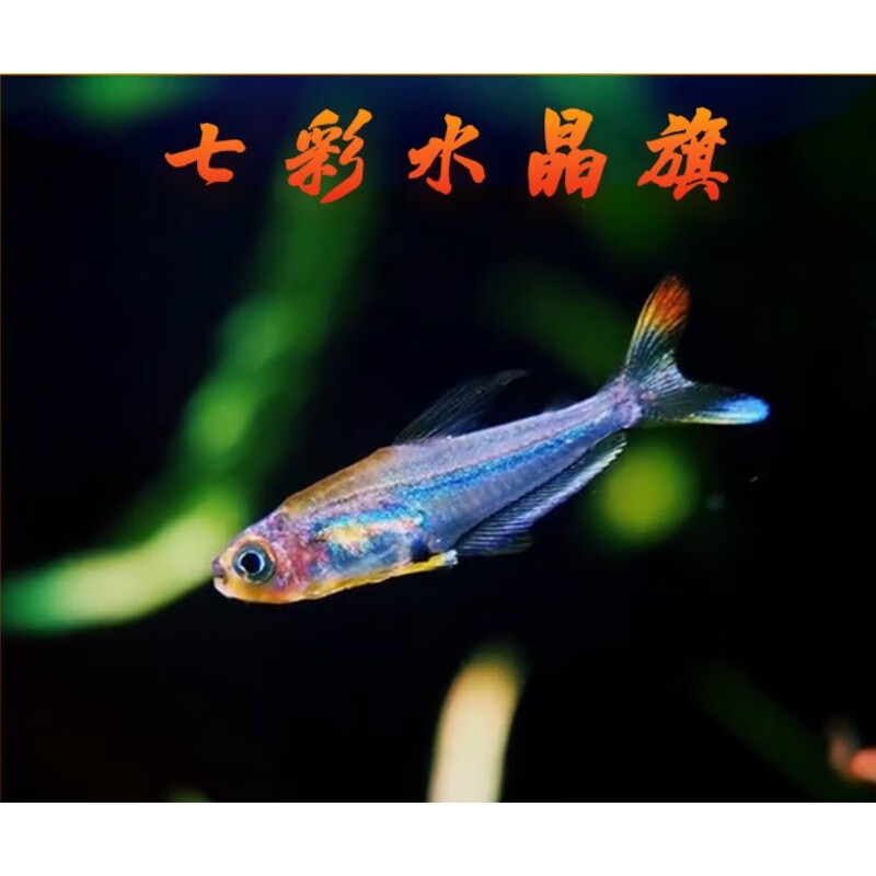 七彩水晶旗稀有热带南美进口活体观赏鱼小型灯鱼草缸赤兔马 1.
