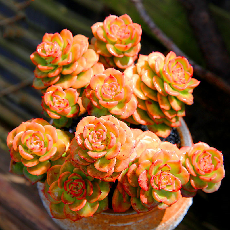 蜡牡丹群生多肉植物老桩大颗好养稀有品种肉肉超大多肉 蜡牡丹多头群