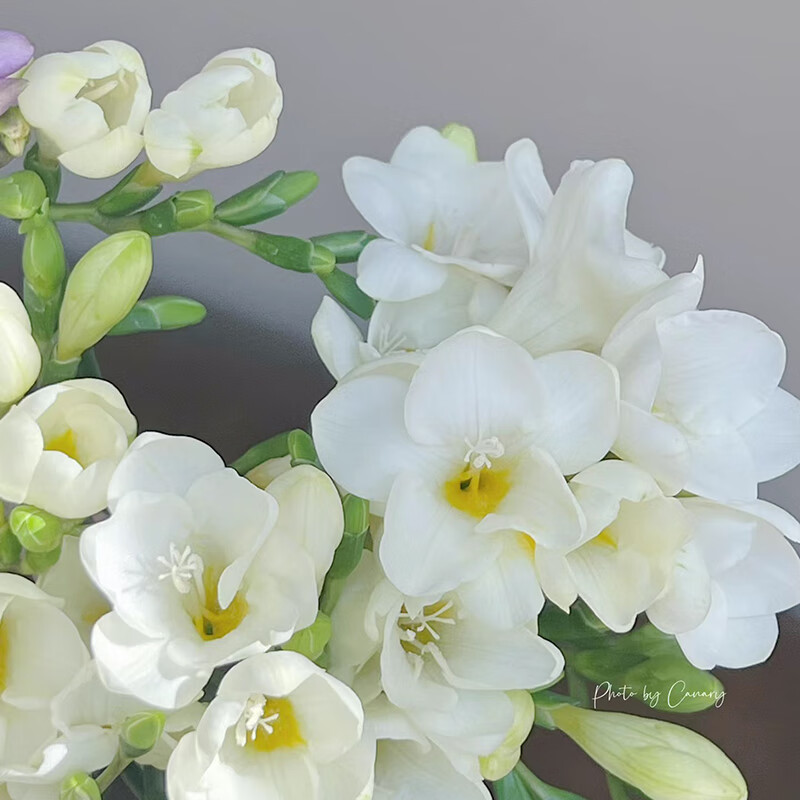 ��һ�԰��ѩ������С�������ӽ���������������㻨������ֲ���ﶬ��ֲ ��ʯ 10��5-6cm