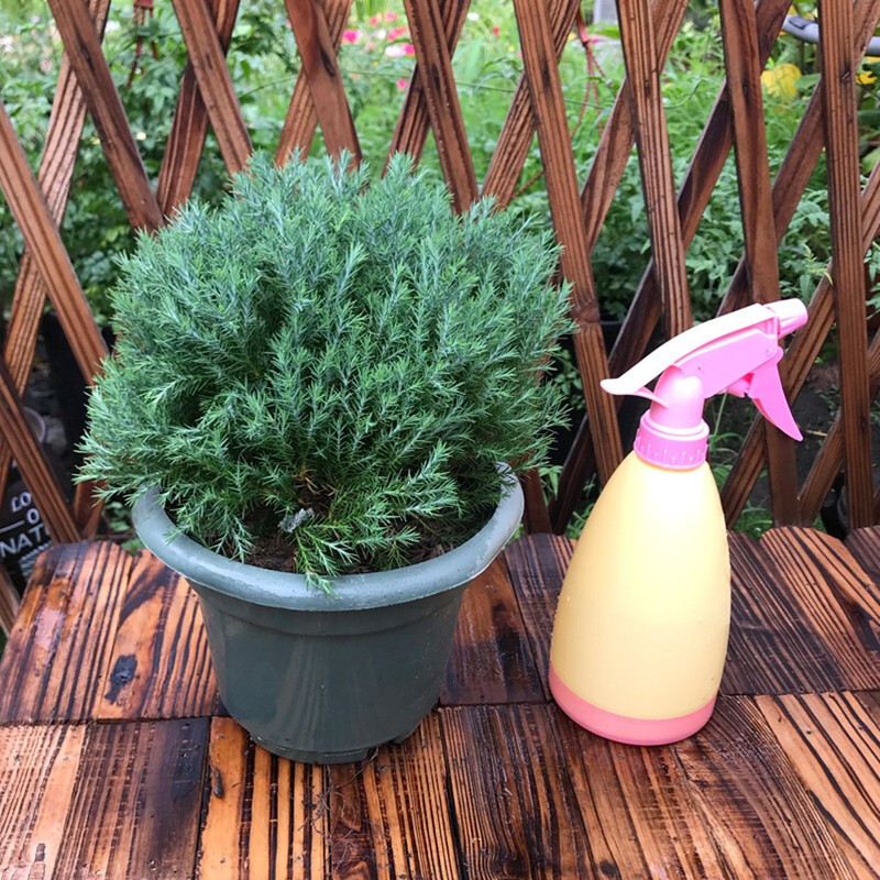 皮球松盆栽 松柏球球形的柏树室内外绿色小植物 皮球松(一盆) 不含盆