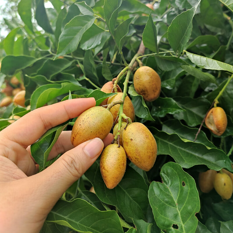 颜曼箐 正宗广东鸡心黄皮果现摘整箱酸甜当季冰糖无核黄皮时令水果