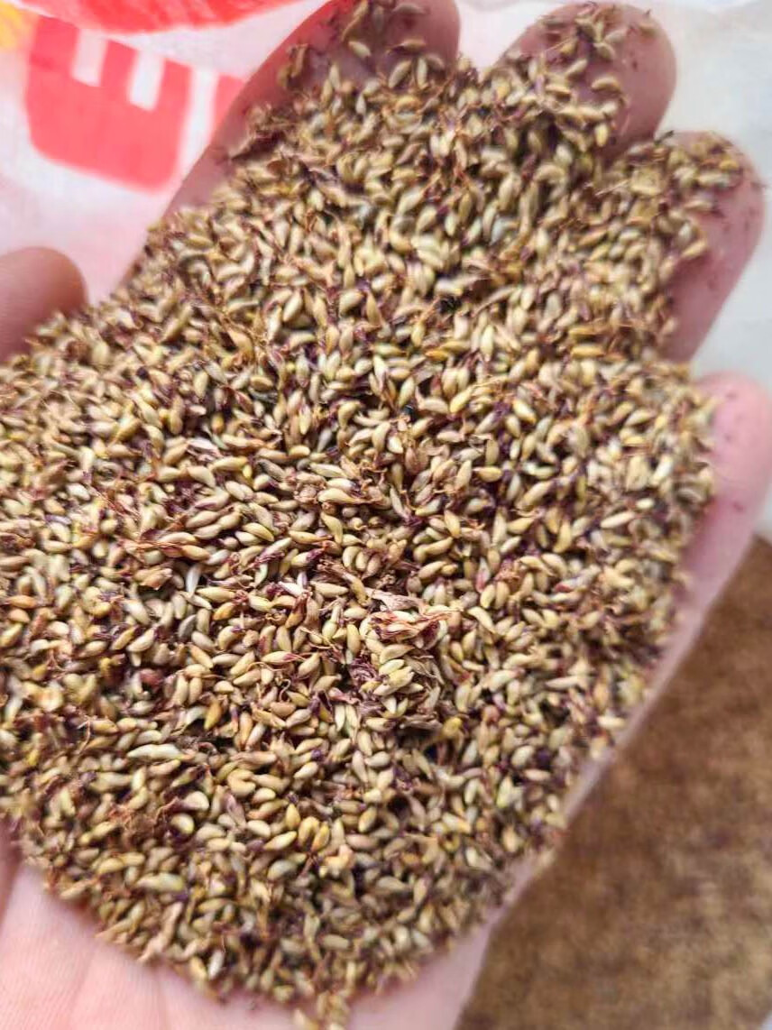 芗苒薜荔种子四季播种用种籽籽 薜荔种子一斤 也叫凉粉草