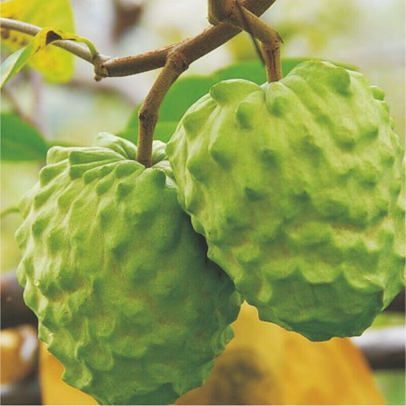 驰振牛奶凤梨释迦果新鲜水果番荔枝佛头摩尼果当季时令a 级水果礼盒 2