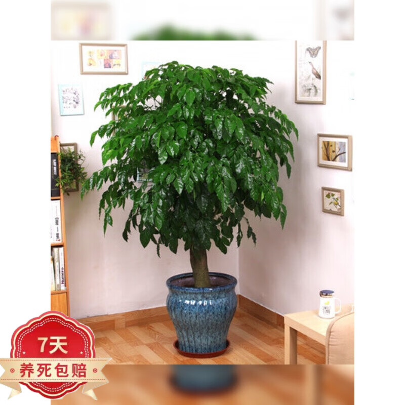 幸福树盆栽植物室内大客厅树桩平安发财大型盆景花卉绿植 20~25cm左右幸福树一盆4棵(塑 不含盆怎么看?