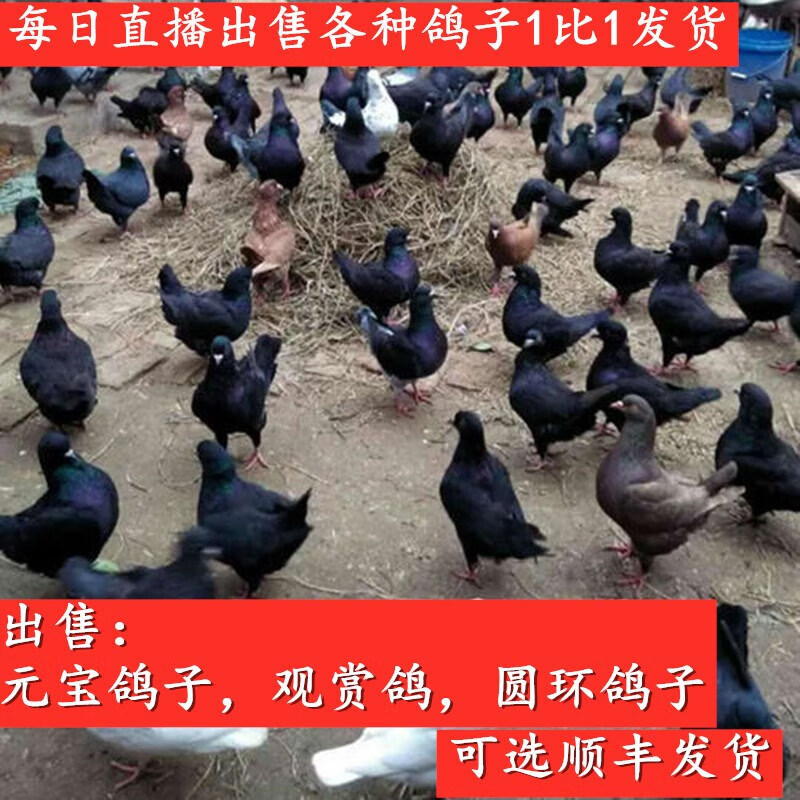 纯种巨型元宝鸽大体鸽子特大活物一对种鸽活体可养