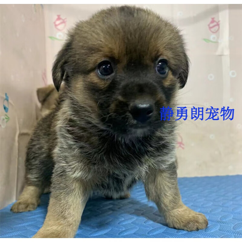 荣郁 纯种土狗苗出售大体型大骨架中华田园犬土狗幼崽本地土狗技 田园