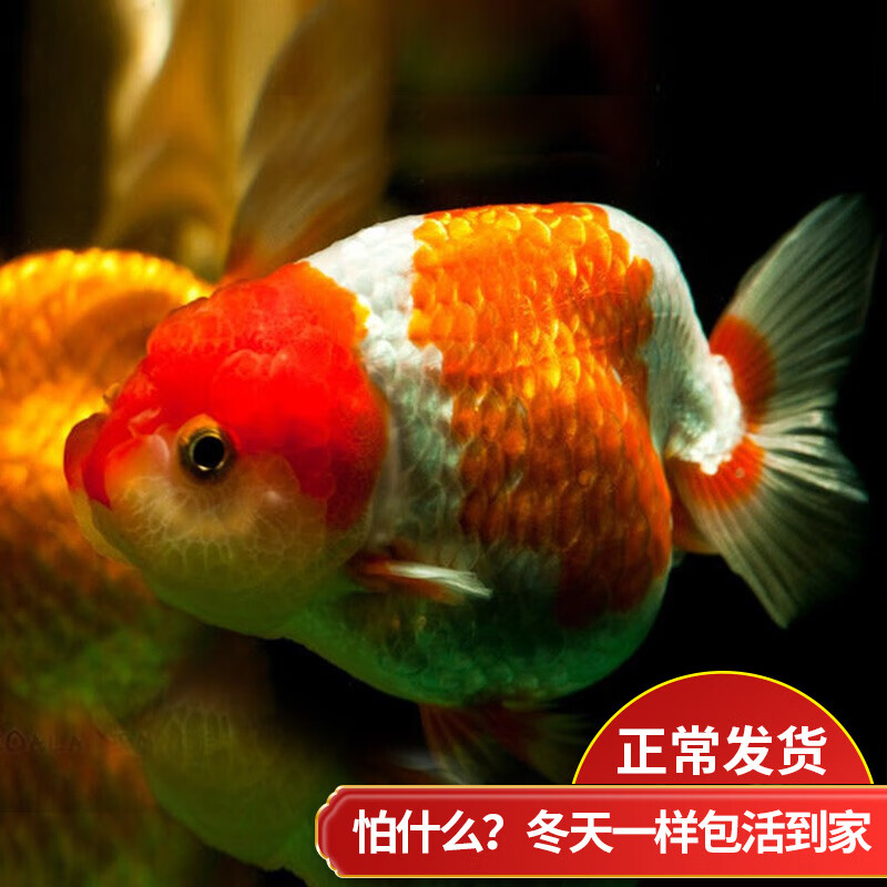 【云峰海瑞】品牌,水族活体商品的价格走势及销售排行榜