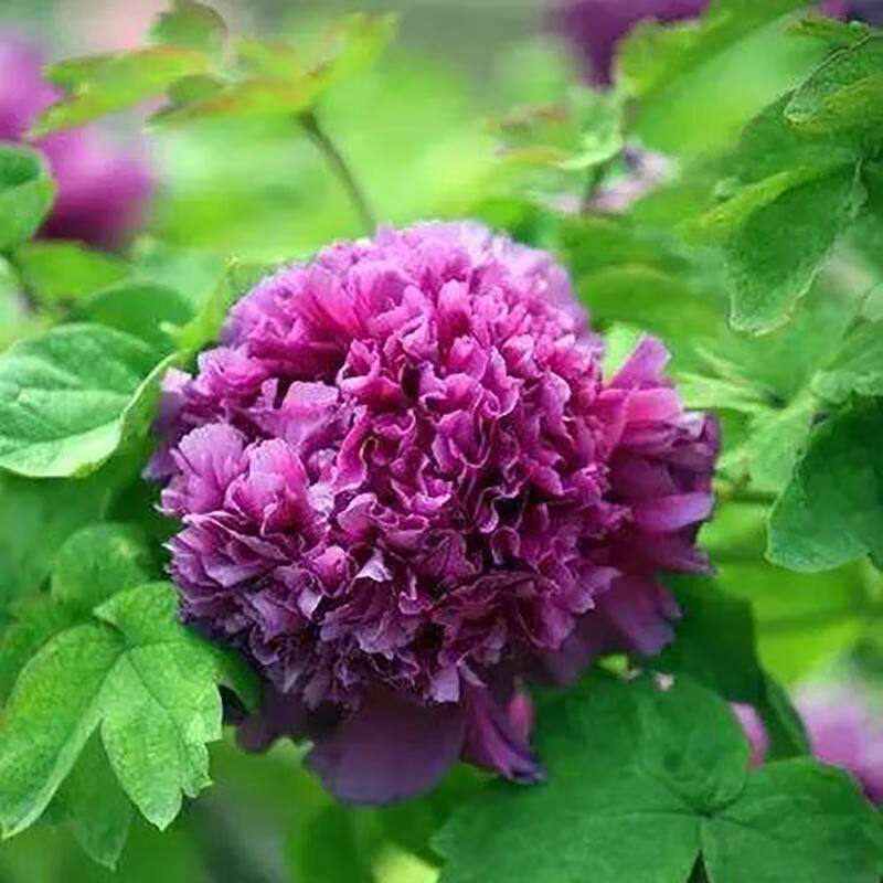 洛阳牡丹花苗盆栽地栽庭院大花牡丹花重瓣牡丹花树苗 魏紫(5-7分支)