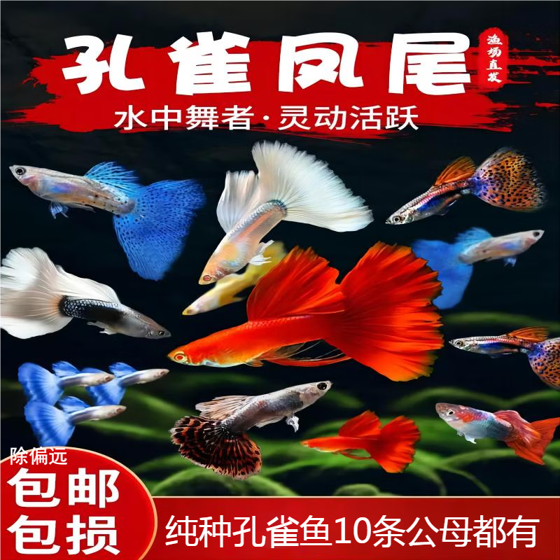 卡奇鱼水族活体