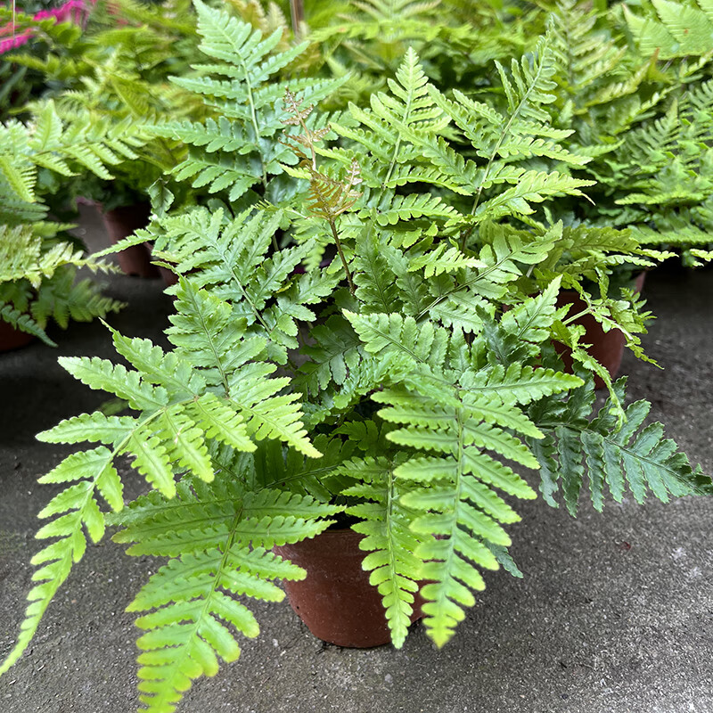 彩虹蕨 喜阴小型绿色植物 室外花镜露天蕨类植物 多年生观叶常青 90
