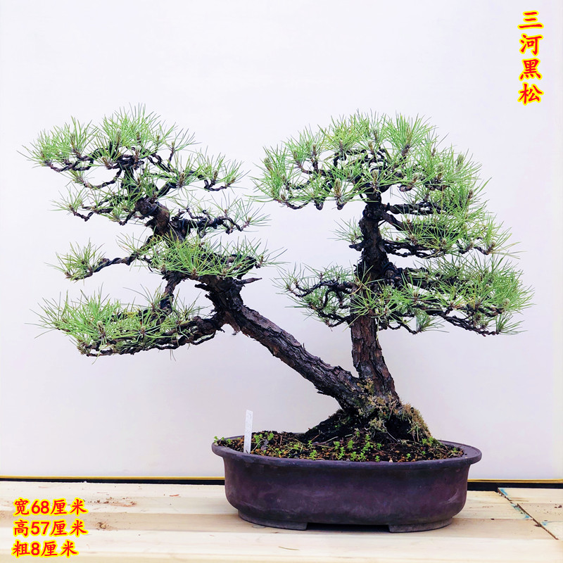 三河黑松盆景一本双杆原生树桩四季常青南北适宜罗汉松庭院阳 杏色 带