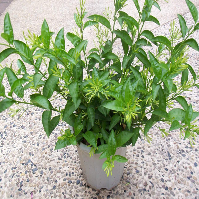 夜来香花苗盆栽阳台庭院夏季驱蚊香草树苗夜来香植物花卉当年开花 二