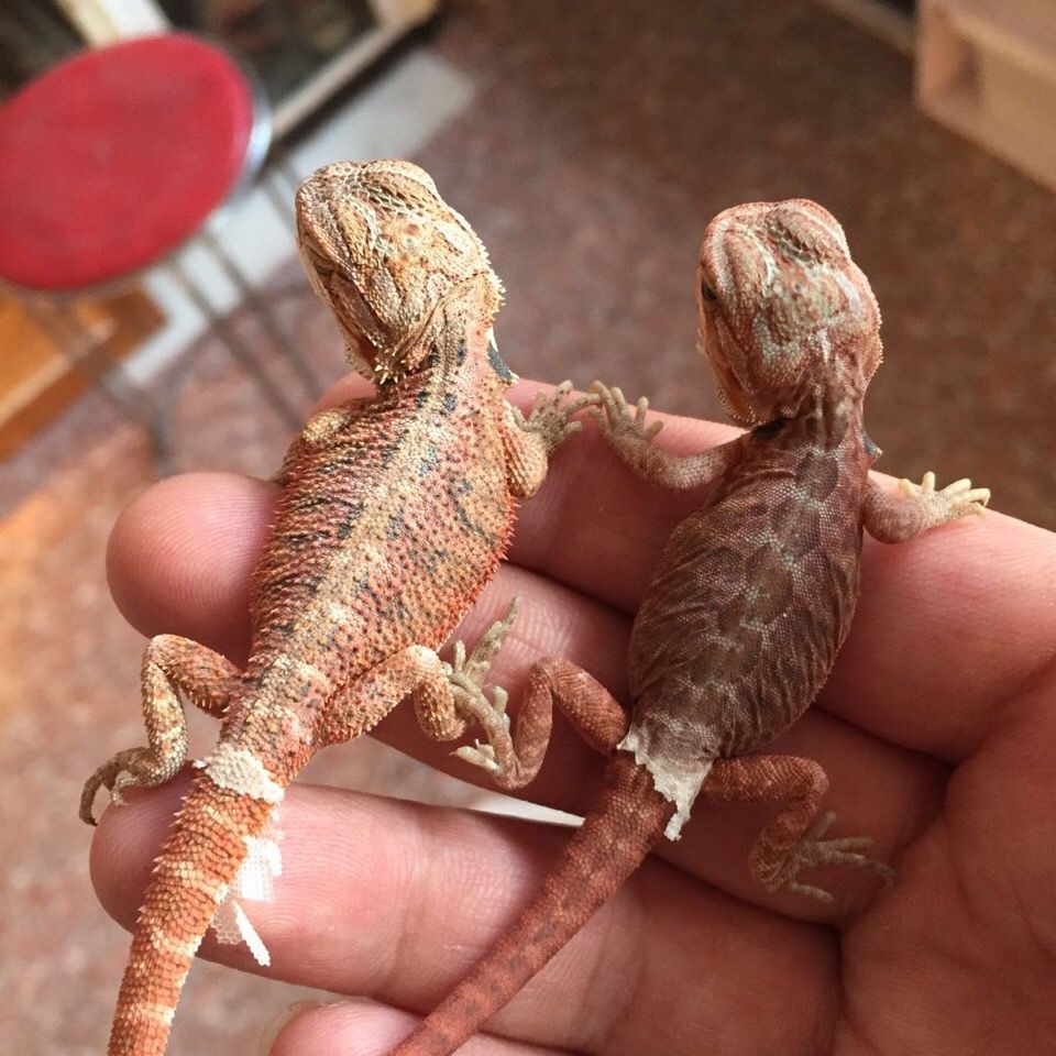 ajaj鬃狮蜥蜴活体鬃狮巨型蜥蜴异宠物超大个体蜥蜴变色龙蜥人工玩爬宠