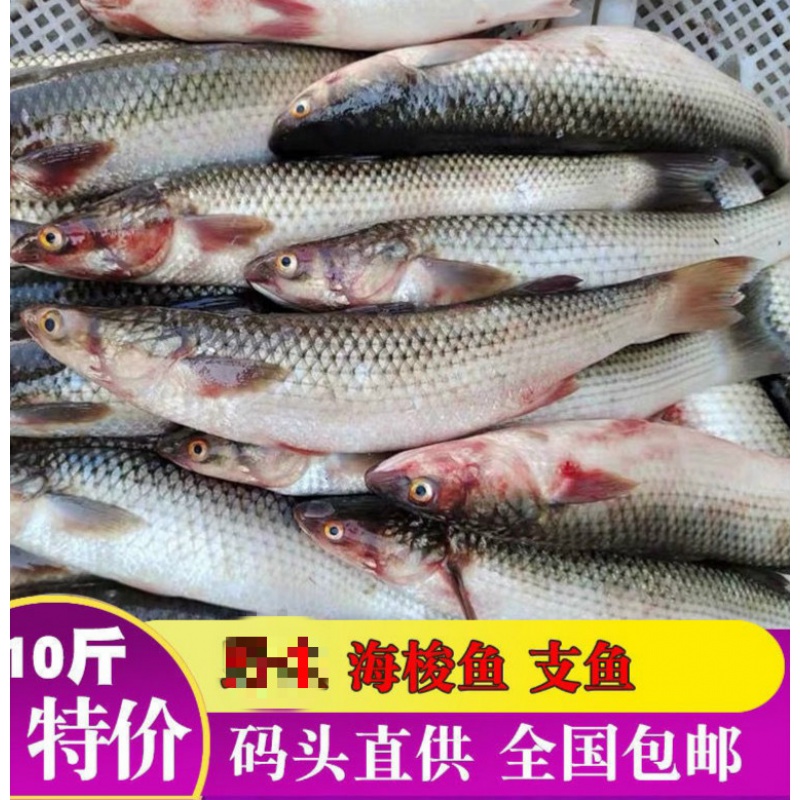新鲜乌鲻鱼乌头海捕海鱼水产白眼鱼丁鲜 切块规格 买二斤囎一斤發3斤