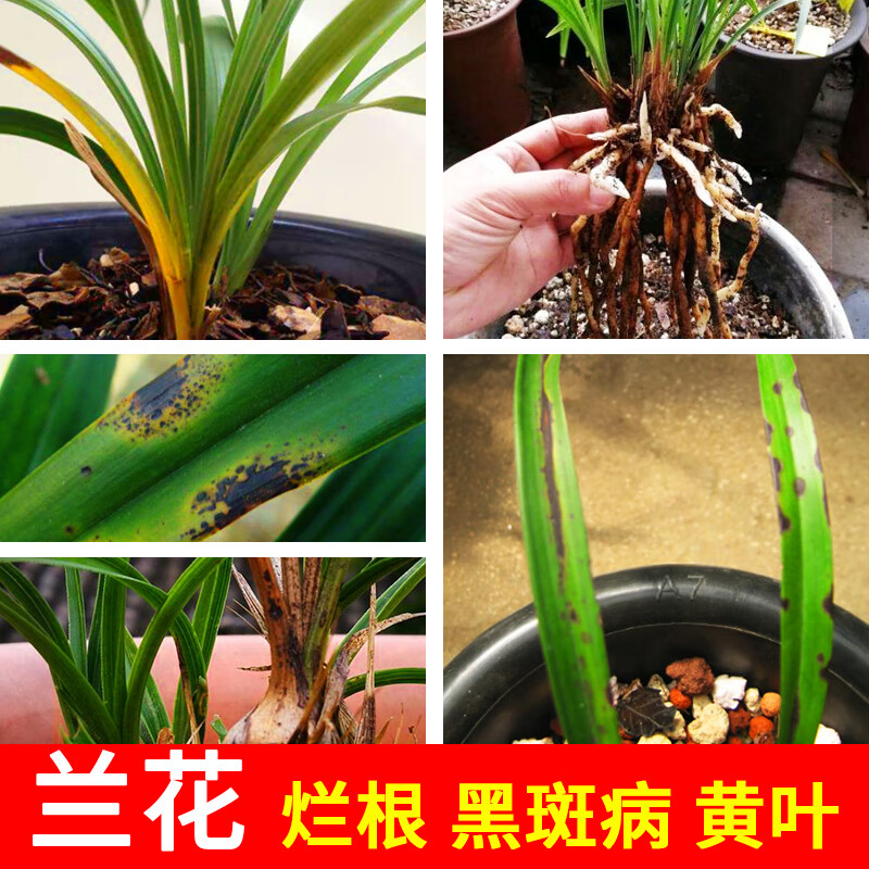 禾本(hbp) 恶霉灵杀菌剂兰草土壤消毒多肉烂根黑腐病黑斑病兰花根腐病