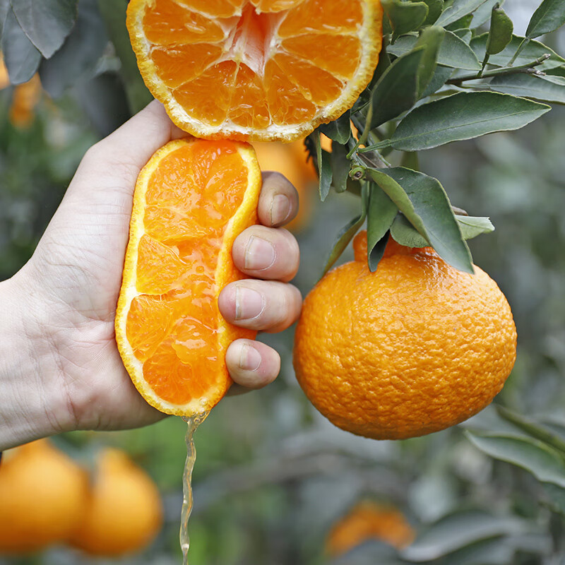 牛爱鲜丑橘丑柑四川丑柑不知火柑橘新鲜水果 不知火丑橘净重8.5斤单果80mm+ 新鲜