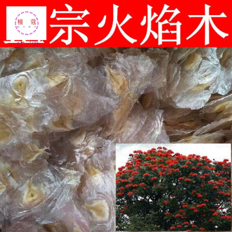 火焰木种子 火焰树种子 苞萼木 澳洲火焰木种子 纯净种子 二两100g