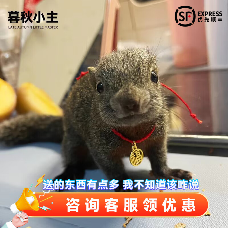 暮秋小主2024头窝家养松鼠活物幼崽宠物雪地黄山金花松鼠活物魔王松鼠