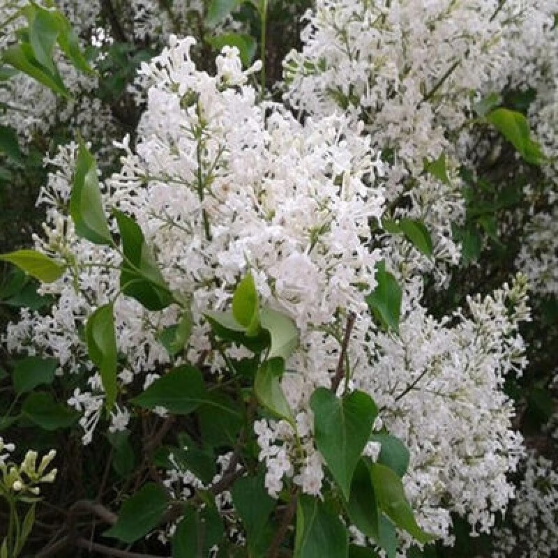 丁香花树苗棒棒糖丁香丛生紫丁香苗庭院植物耐寒盆栽地栽工程绿化苗暴