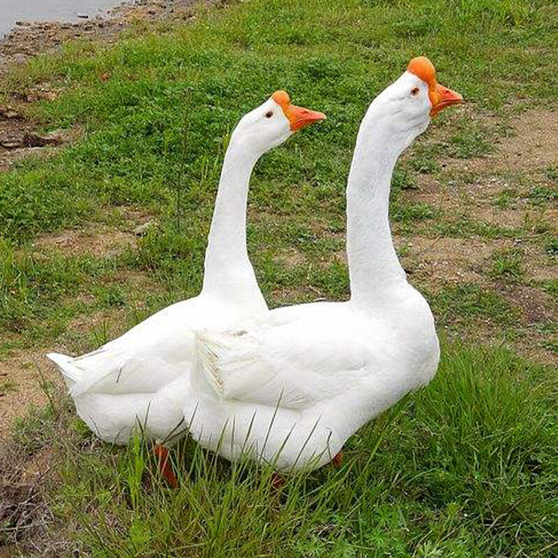 oimg小鹅活苗正宗四季白鹅活苗大种三花鹅高产蛋皖西白鹅幼崽包活到家