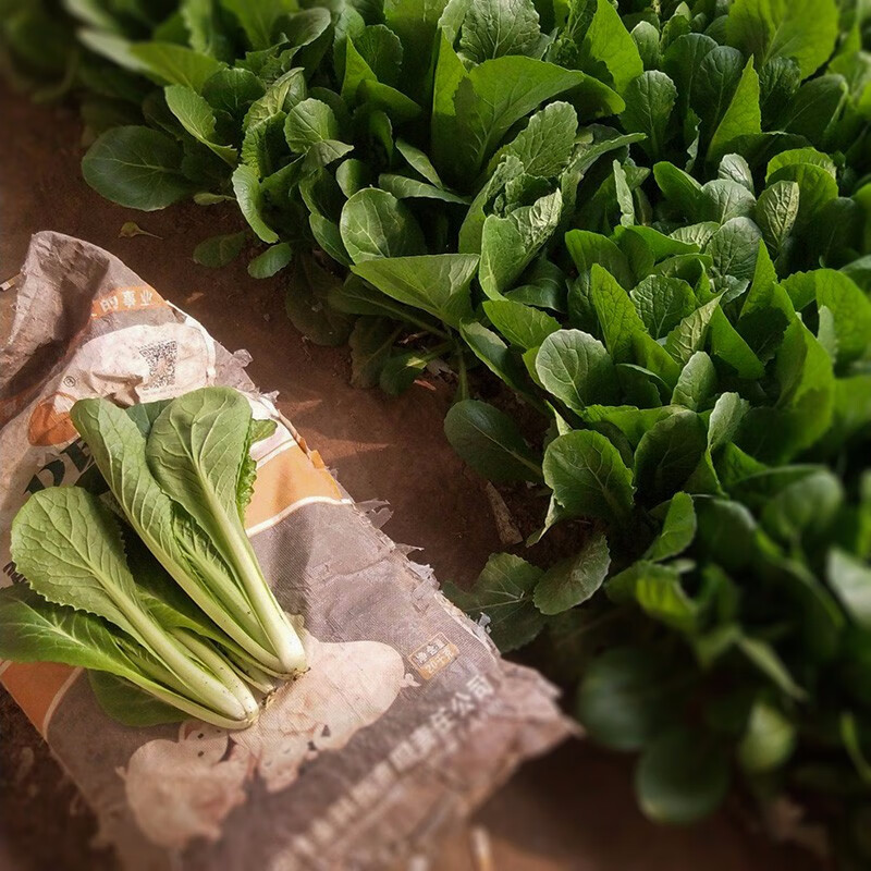 寿禾 黄秧白小白菜种子四季播蔬菜芽苗菜四季小青菜春冬季寿光菜籽 黄