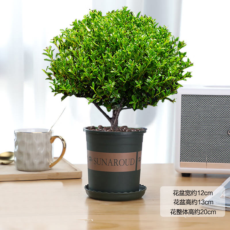 四季常青盆栽绿植花卉室内客厅好养美观 小号赤楠(120#绿色加仑盆) 含