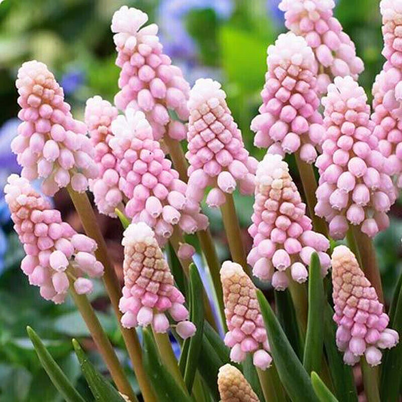 盆土培套装植物盆栽花卉种子大球风信子 6颗粉色日出葡萄风 加仑盆 土