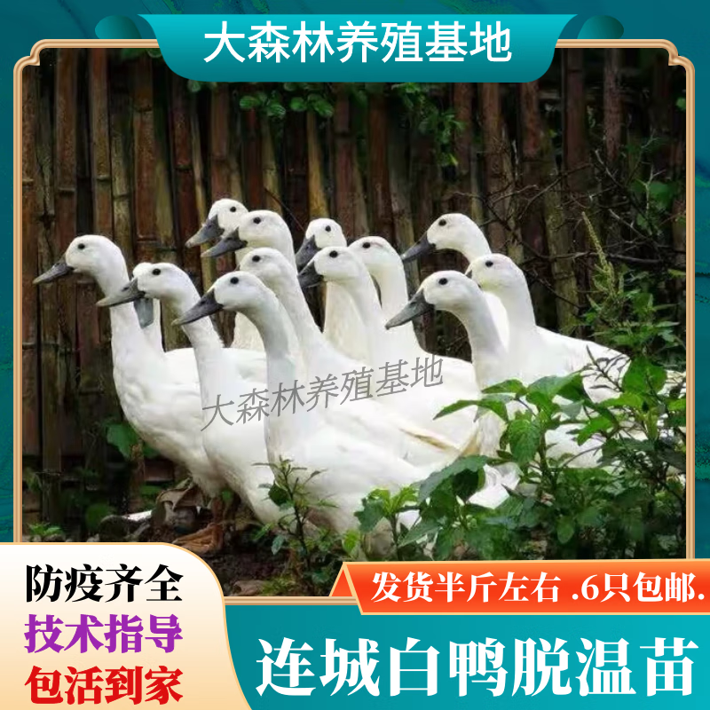 达泽侠正宗连城白鸭活苗连城白鹜鸭黑嘴鸭白鸭公鸭母鸭活鸭子水鸭小鸭