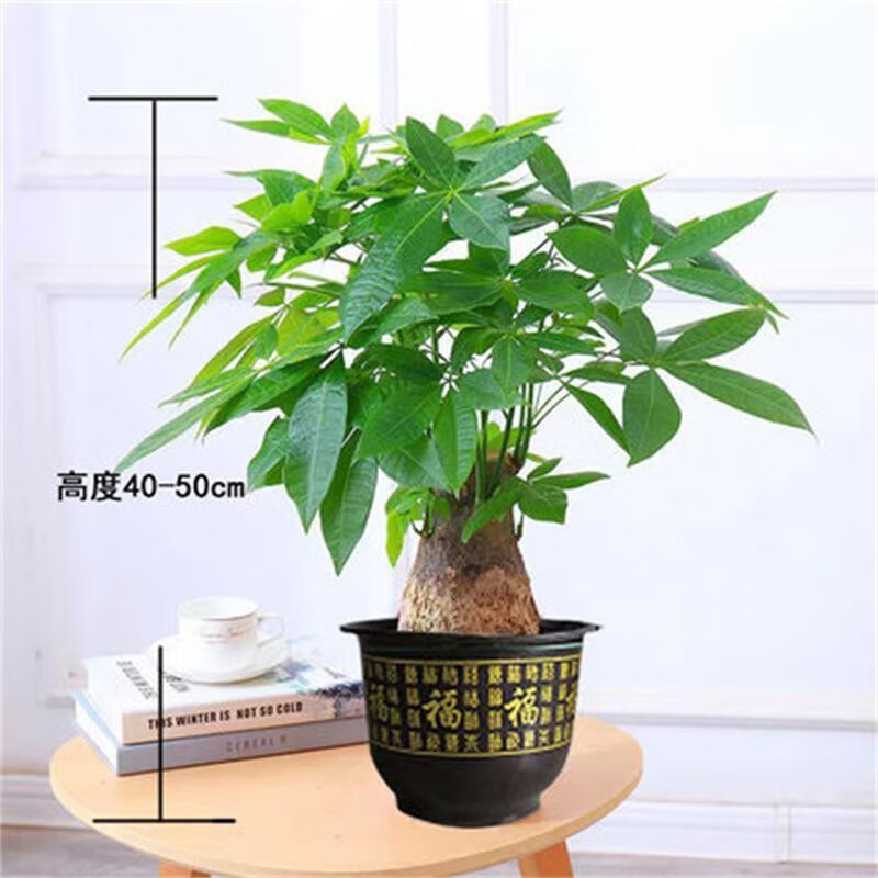 中梦发财树盆栽室内植物客厅绿植大型室内盆景办公室摆放花卉 0.4-0.5米独杆款（福字款） 含盆怎么样,好用不?