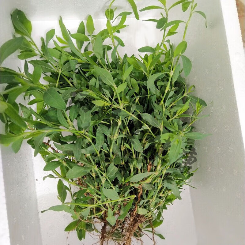 内廷上用萹蓄草篇蓄扁竹草地蓼猪牙草牛鞭草猪叶草新鲜批现挖干品整颗