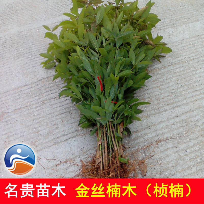 姜芮正宗金丝楠木树苗 南方珍稀名贵苗木 经济林木 小叶桢楠 大苗小苗 15~25公分高苗10棵 不含盆怎么看?