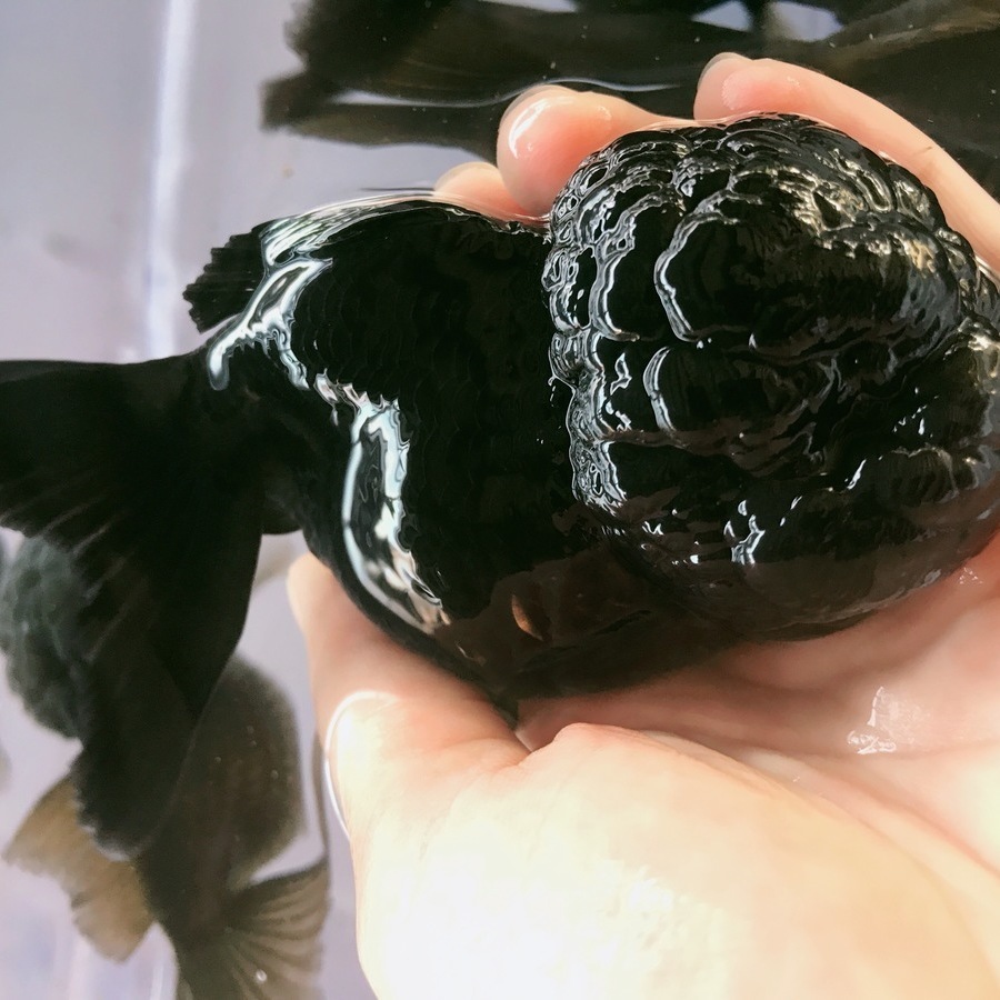 ajaj狮子头金鱼国狮红狮头鱼苗黒狮头渔场金鱼观赏鱼大脑袋淡水冷水鱼