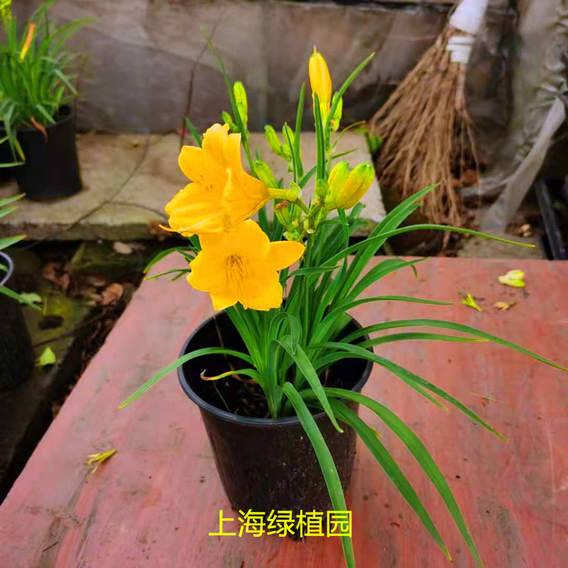 北方绿植耐寒大花萱草大花金娃娃庭院盆栽多年生宿根花卉喜阳植物 黄