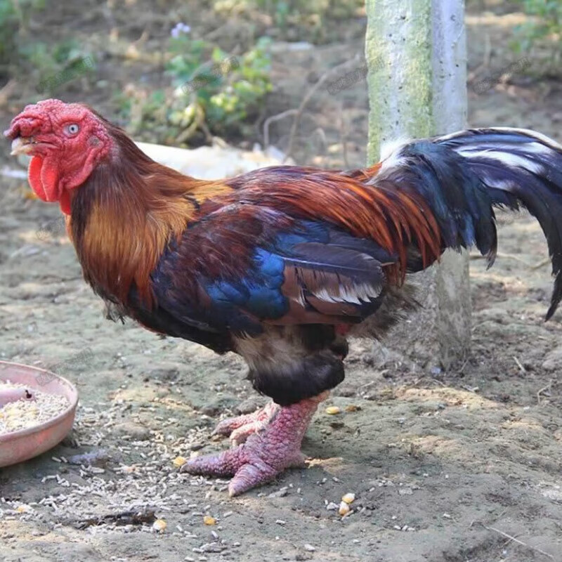 【精选好物】正宗脱温东涛鸡活正宗越南大脚鸡小鸡仔半斤巨型 3-5两