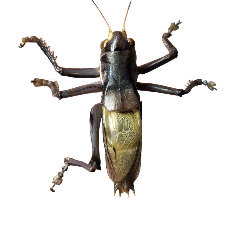 鸣虫新脱活虫超大铁皮叫蝈蝈天津绿大肚子翡翠平谷冬蝈蝈 断腿蝈蝈1只