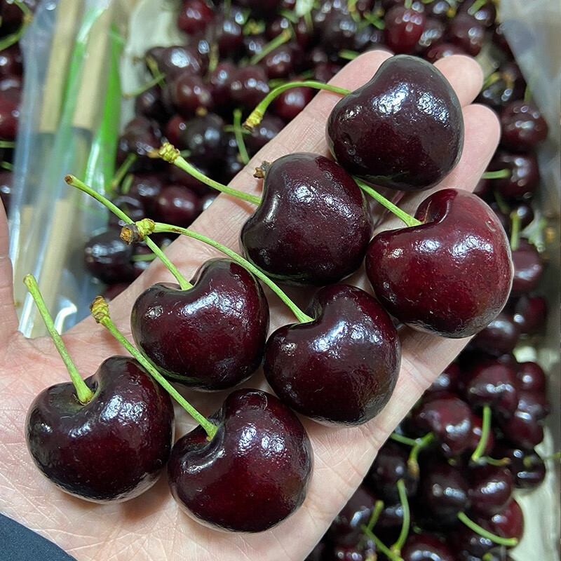 源外 智利车厘子 顺丰空运进口车厘子当季新鲜水果高端礼盒大樱桃生鲜 4.5斤(净重) J(26-28mm)礼盒装