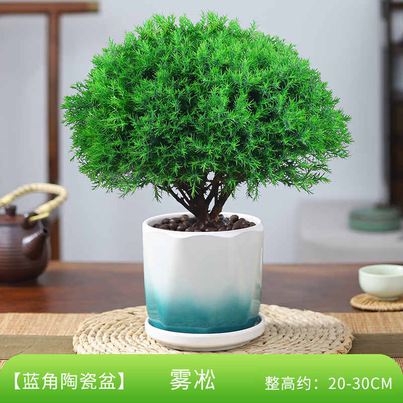 绿有意雾松盆栽植物室内四季常青绿植好养易活阳台办公室桌面绿色小