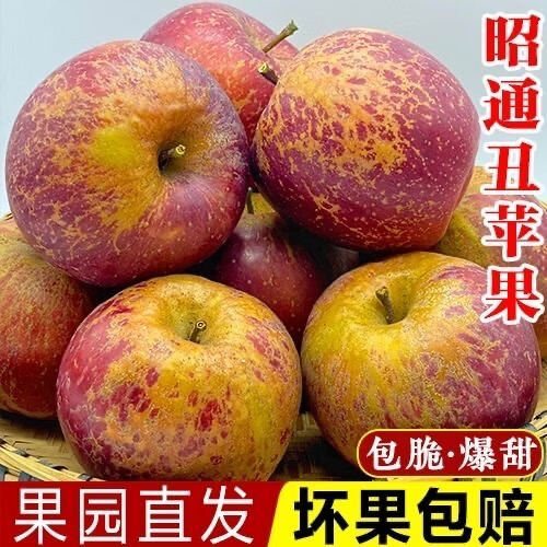野凰24年新果云南昭通冰糖心丑蘋果超脆甜新鮮水果孕婦當(dāng)季非大涼山 10斤75-80MM