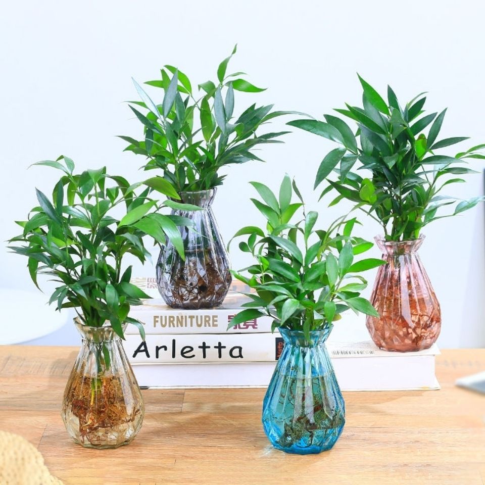 采缇(caiti)【水培富贵竹柏】水养植物室内懒人客厅绿植花卉盆栽四季