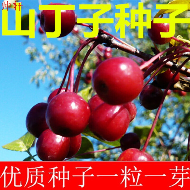 帅轩 新采 甜茶种子 山荆子 山定子种子 山丁子种子一斤