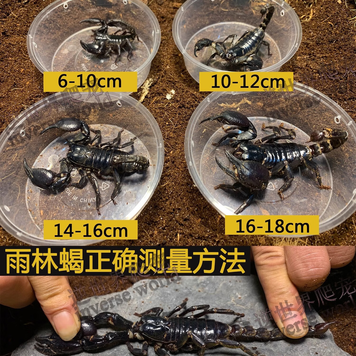 蝎子活体18cm温顺无毒可上手爬虫送套餐包活 2