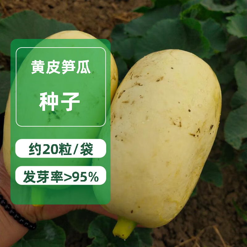 黄皮笋瓜1包 约20粒 11405