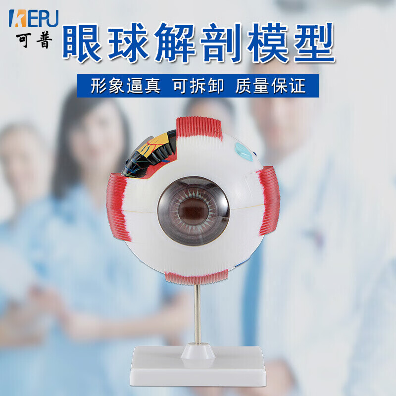 人体眼球解剖模型眼睛结构放大教学医学演示用眼球仪学生生物科学眼球