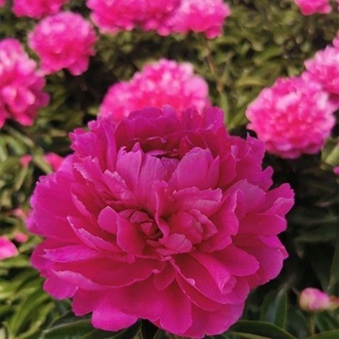 千层重瓣大花芍药花苗四季盆栽庭院地栽阳台绿植花卉全 2-4芽 曹州红