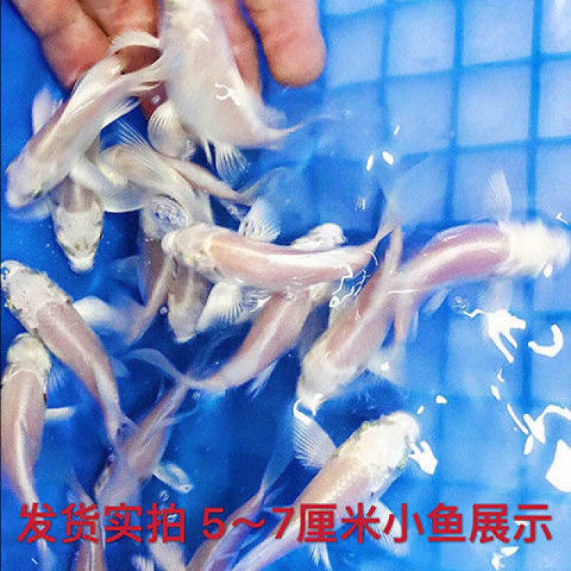 长尾贵妃锦鲤鱼苗小鱼活鱼冷水鱼观赏鱼 【贵妃】蝴蝶鲤4-6cm(1条) 包