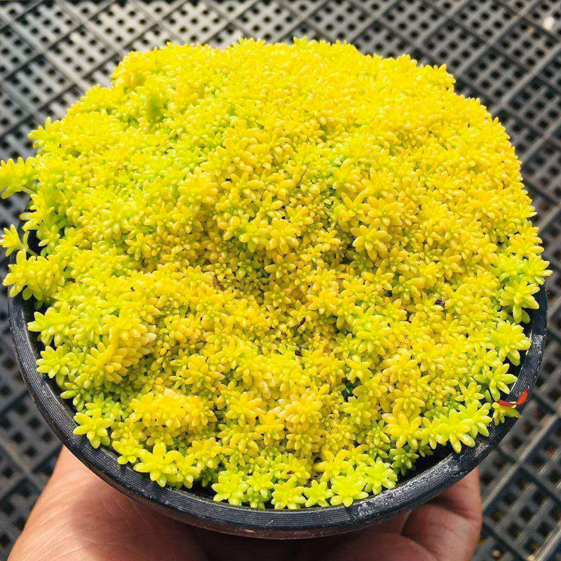 黄金万年草开花多肉小植物肉肉小盆栽室内花容易爆盆护盆草 黄金草【7